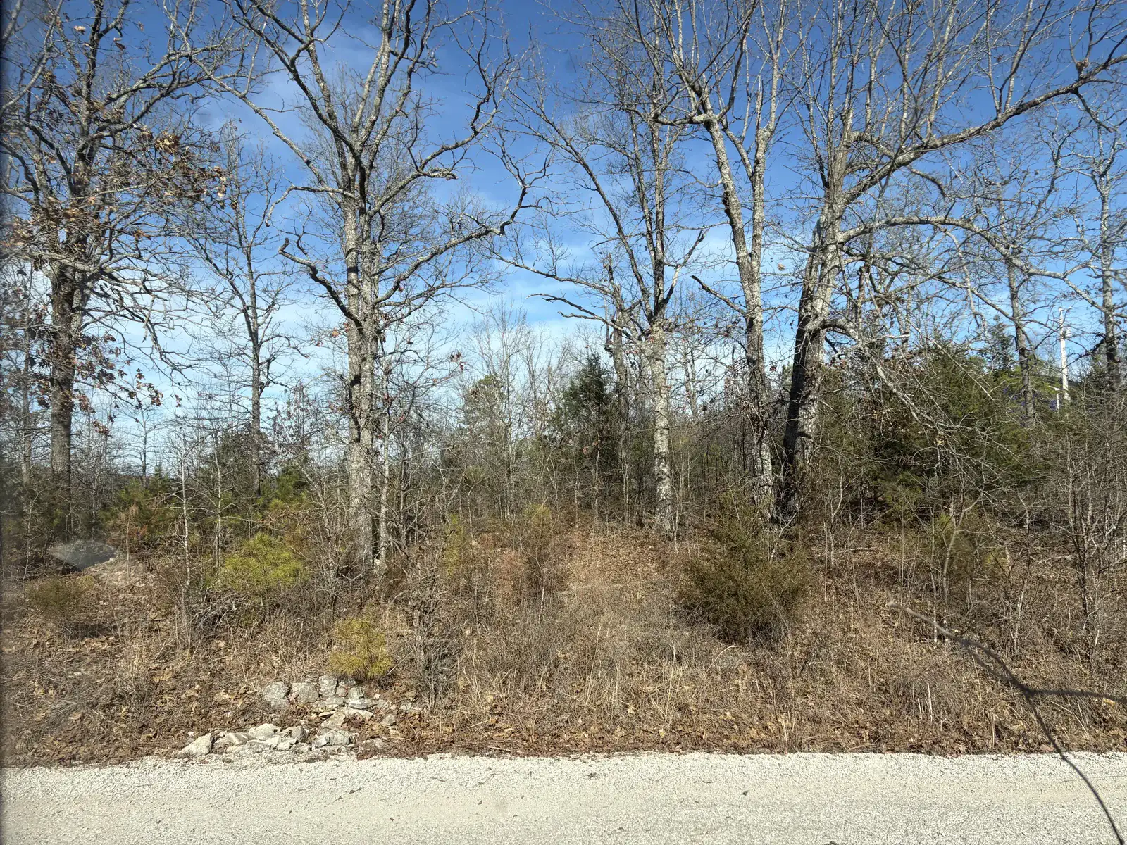 Overgrown wooded lot thick with saplings and brush beside a gravel road in Northeast Arkansas