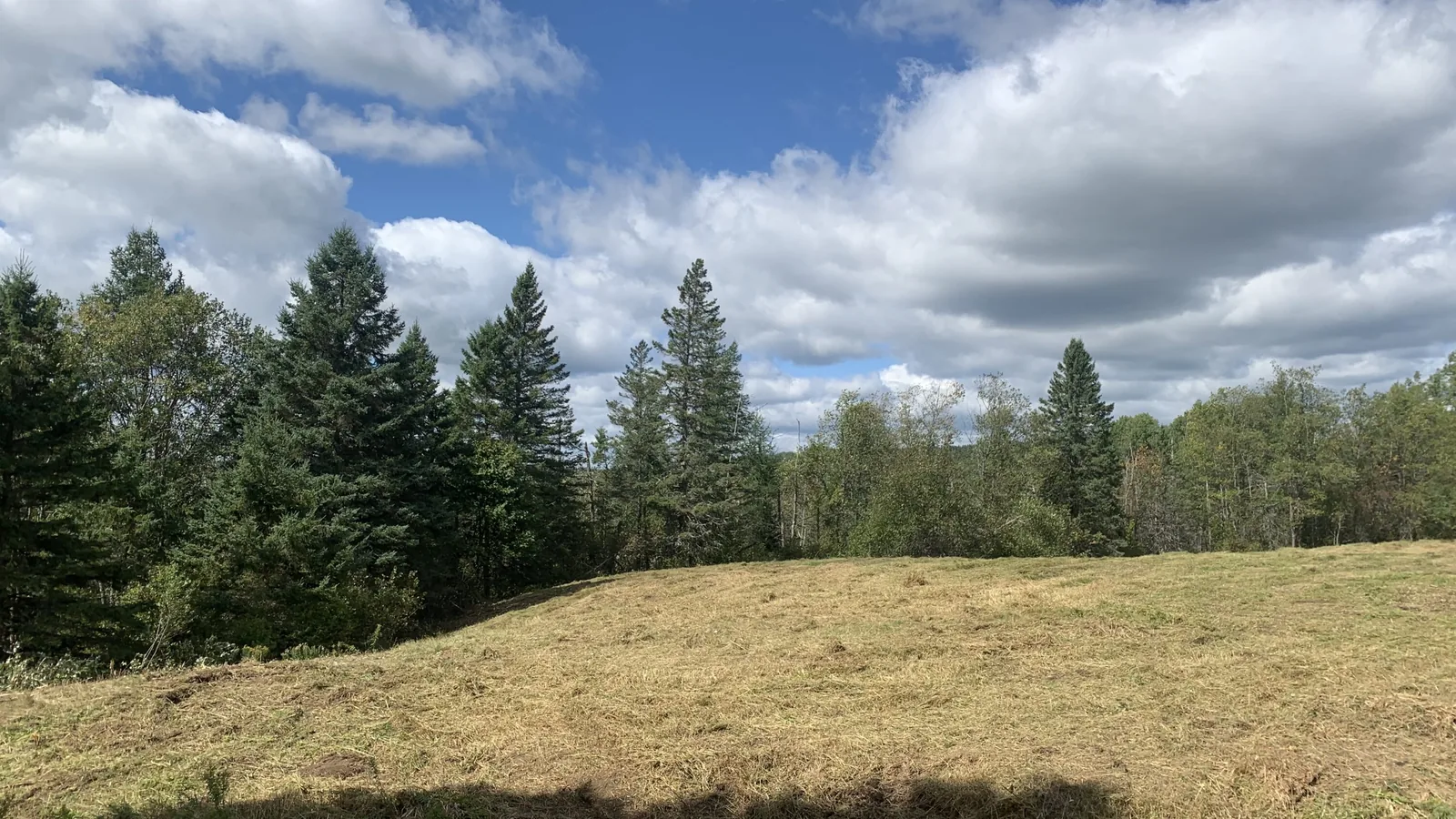 Freshly mowed field cut down to clean stubble under a big sky