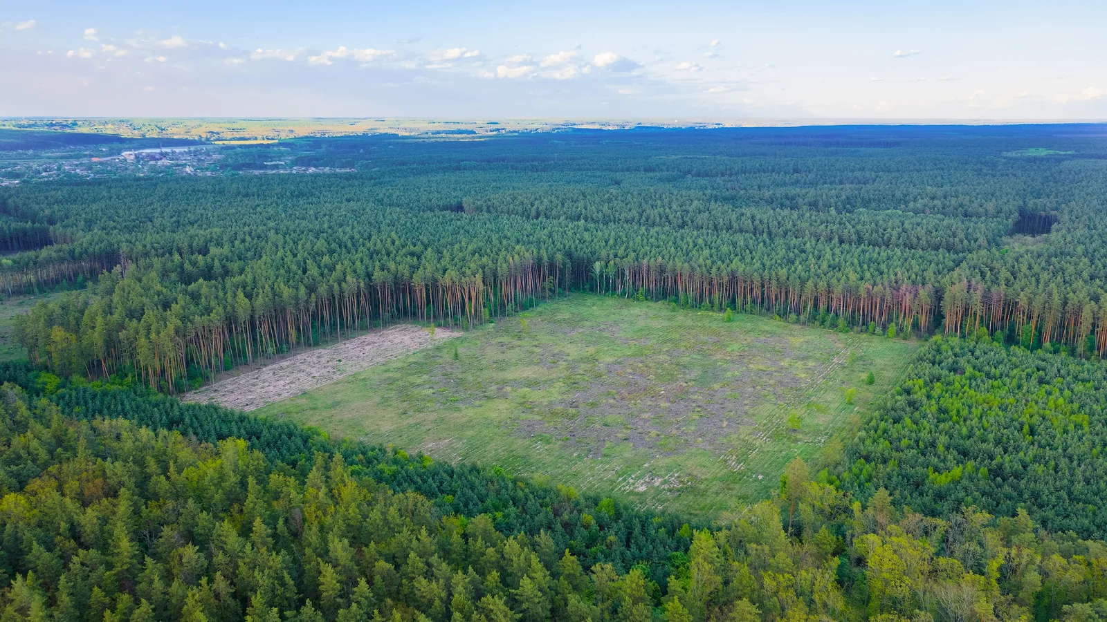 Aerial view of a cleared rectangular opening surrounded by unbroken pine timber