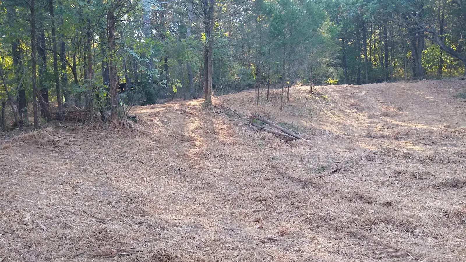 Woodland floor covered in fresh wood mulch after forestry mulching, with the standing timber left in place