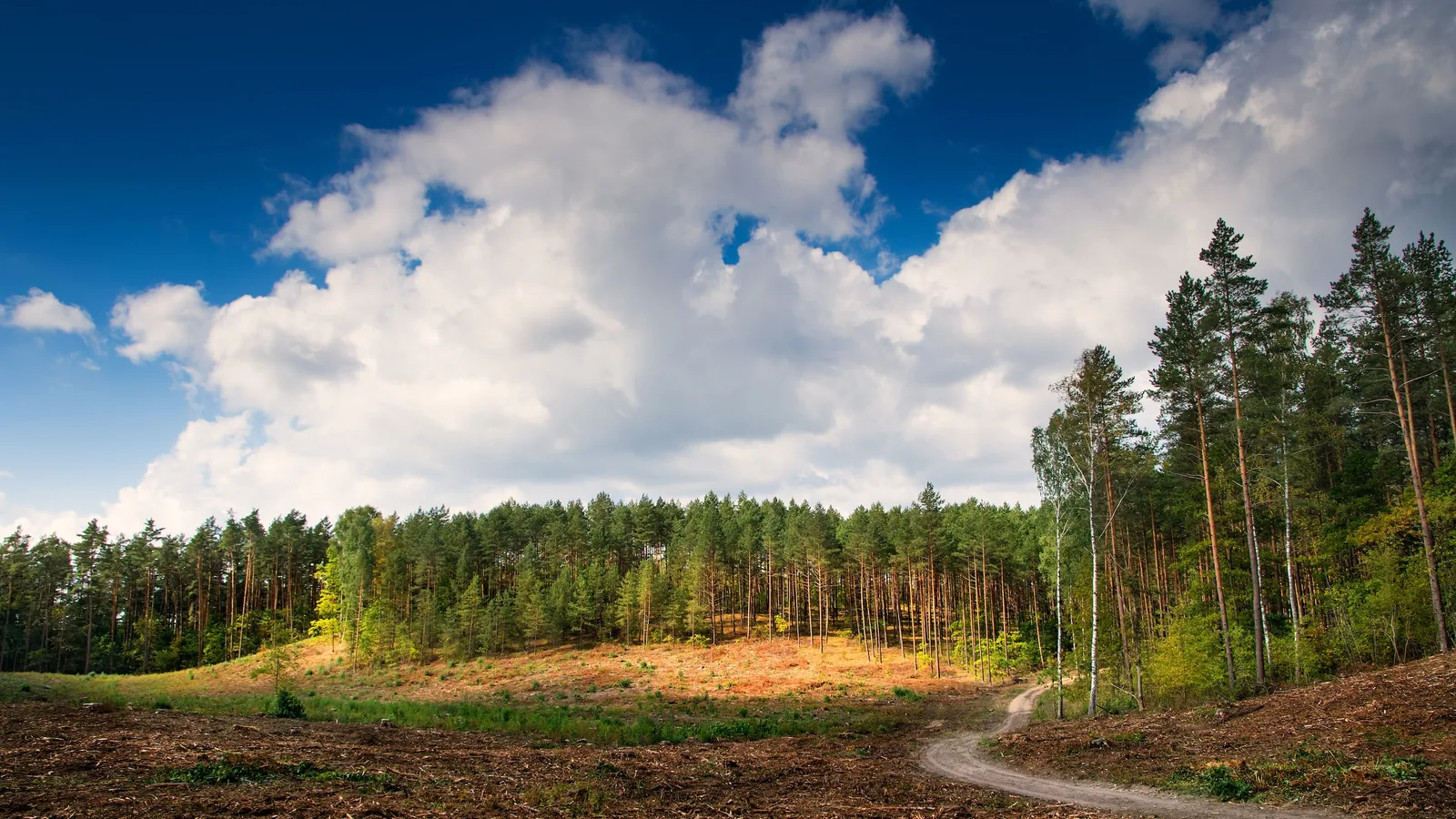 Wide stretch of freshly cleared ground running up to a standing pine treeline under a big cloud sky