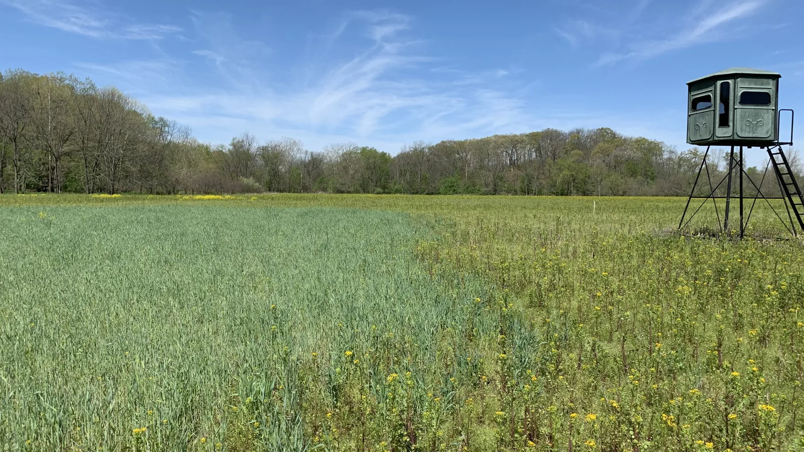 Green food plot planted on cleared ground at the edge of the timber with a box blind overlooking it
