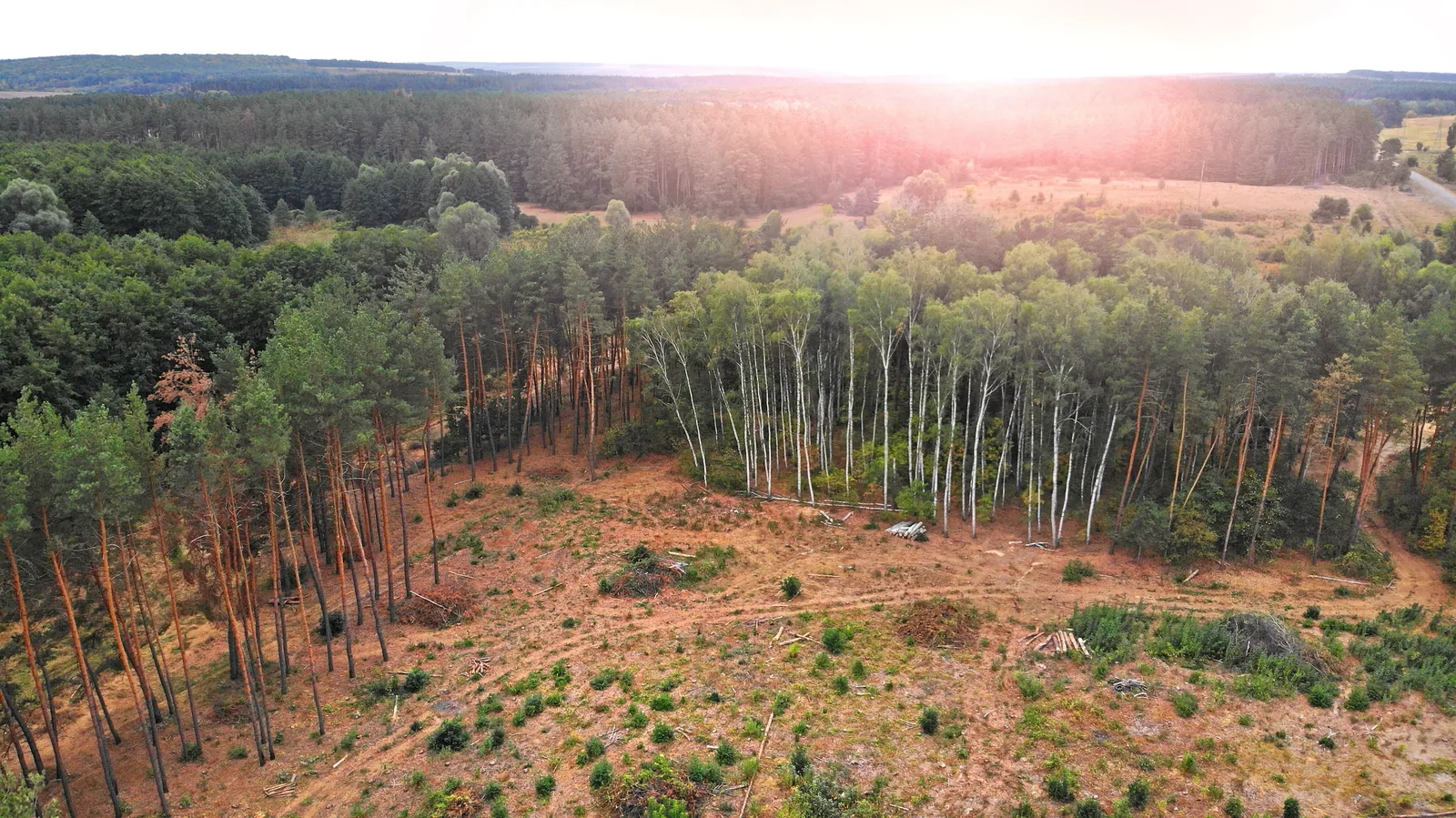 Aerial view of thinned woodland and cleared ground stretching to the horizon at sunset