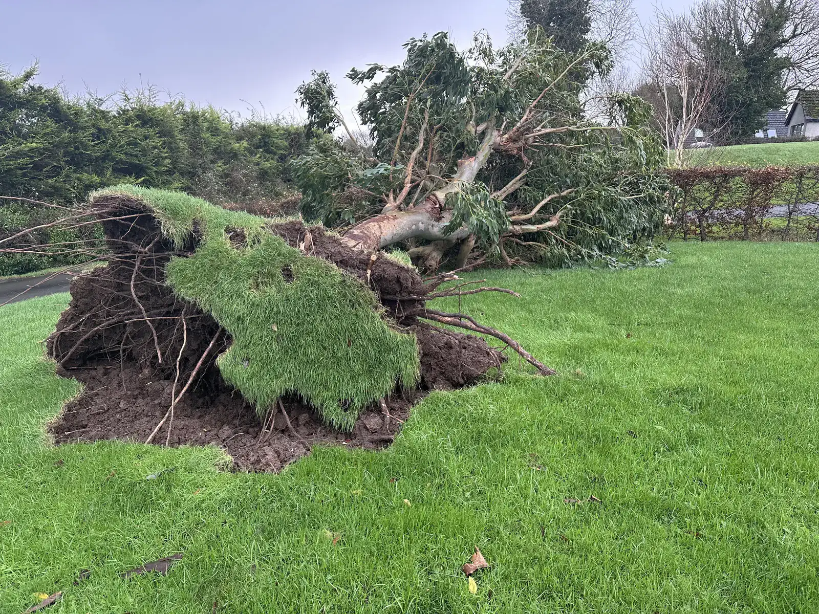 Storm-toppled tree lying across a lawn with its root ball torn out of the ground